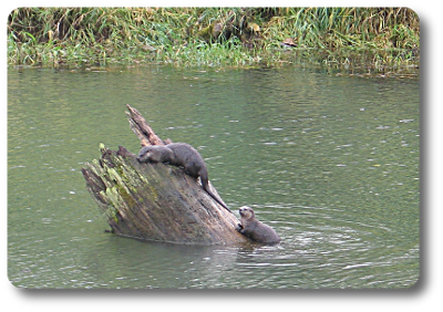 picture of otters