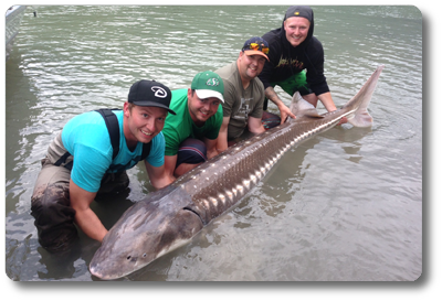 picture of sturgeon fishing